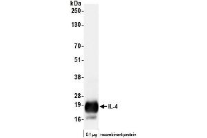 Western Blotting (WB) image for anti-Interleukin 4 (IL4) (AA 25-153) antibody (ABIN7795703)