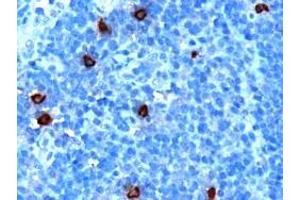 ABIN185292 (1µg/ml) staining of paraffin embedded Human Tonsil.