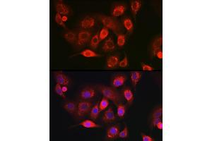 Immunofluorescence analysis of A-549 cells using NDUFB8 Rabbit pAb (ABIN7268814) at dilution of 1:100 (40x lens).