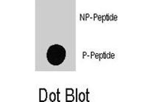 Dot blot analysis of MAP4K4 (phospho S801) polyclonal antibody  on nitrocellulose membrane.