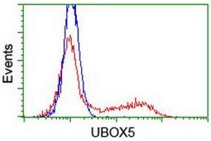 UBOX5 抗体  (AA 1-130, AA 419-487)