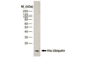 Western blot analysis of His-Ubiquitin recombinant protein probed with MOUSE ANTI HISTIDINE TAG:HRP (ABIN119352). (His Tag anticorps  (HRP))