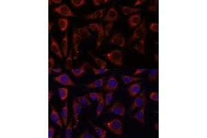 Immunofluorescence analysis of L929 cells using MRPS7 antibody (ABIN7268588) at dilution of 1:100.