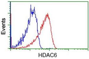 Image no. 3 for anti-Histone Deacetylase 6 (HDAC6) antibody (ABIN1498620)
