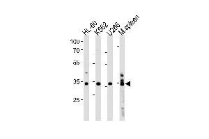 GFI1B Antibody (C-term) (ABIN1881370 and ABIN2843371) western blot analysis in HL-60,K562, cell line and mouse spleen lysates (35 μg/lane). (GFI1B anticorps  (C-Term))