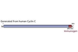 Image no. 1 for anti-Cyclin C (CCNC) (AA 290-303) antibody (ABIN967636)