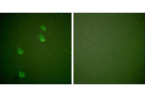 Peptide - +Immunofluorescence analysis of NIH/3T3 cells, using Cullin 2 antibody (#C0163). (Cullin 2 anticorps)