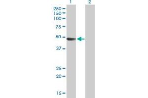 Western Blot analysis of ARHGAP25 expression in transfected 293T cell line by ARHGAP25 MaxPab polyclonal antibody. (ARHGAP25 anticorps  (AA 1-458))