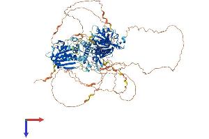 AlphaFold protein structure predicition of Mouse Recombinant Map1s Protein, UniprotID Q8C052