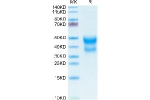 Mouse CD300A on Tris-Bis PAGE under reduced condition.