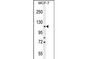 BCLAF1 Antibody (C-term) (ABIN654941 and ABIN2844582) western blot analysis in MCF-7 cell line lysates (35 μg/lane). (BCLAF1 anticorps  (C-Term))
