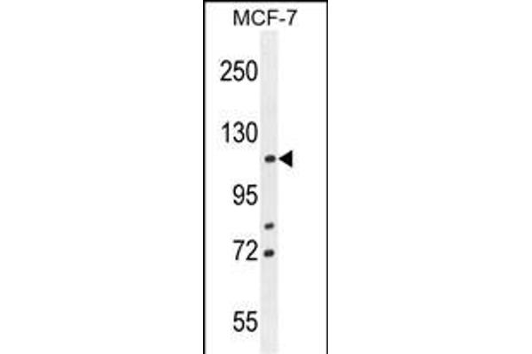 BCLAF1 anticorps  (C-Term)