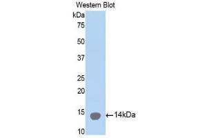 Western Blotting (WB) image for anti-Collagen, Type II, alpha 1 (COL2A1) (AA 1226-1331) antibody (ABIN1858453) (COL2A1 anticorps  (AA 1226-1331))