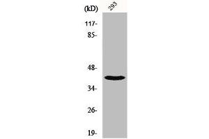 Western Blot analysis of 293 cells using NBPF1/9/10/12/14/15/16/20 Polyclonal Antibody (NBPF12/NBPF1/NBPF1/NBPF9/NBPF2/NBPF15/NBPF14 (C-Term) anticorps)