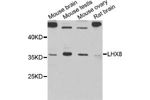 Western blot analysis of extracts of various cell lines, using LHX8 antibody (ABIN5971078) at 1/1000 dilution. (LHX8 anticorps)