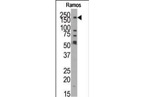 Western blot analysis of anti-JMJD1B (N-term) Pab in Ramos cell line lysate. (KDM3B anticorps  (N-Term))