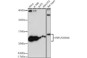 Western blot analysis of extracts of various cell lines, using FSP1/S100 antibody (ABIN7270125) at 1:1000 dilution. (s100a4 anticorps)