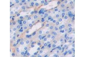 IHC-P analysis of Mouse Tissue, with DAB staining. (TMEM27 anticorps  (AA 15-135))