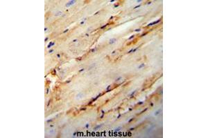 COL5A1 antibody (N-term) immunohistochemistry analysis in formalin fixed and paraffin embedded mouse heart tissue followed by peroxidase conjugation of the secondary antibody and DAB staining. (Collagen Type V anticorps  (N-Term))