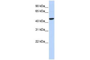 WB Suggested Anti-GABRR2 Antibody Titration:  0. (GABRR2 anticorps  (Middle Region))