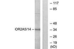Western blot analysis of extracts from K562 cells, using OR2A5/2A14 Antibody. (OR2A5/2A14 (AA 241-290) anticorps)