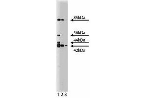 Western blot analysis of ERK (pan ERK) on a RSV-3T3 cell lysate.