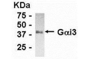 Western Blotting (WB) image for anti-Guanine Nucleotide Binding Protein (G Protein), alpha Inhibiting Activity Polypeptide 3 (GNAI3) (C-Term) antibody (ABIN2467820) (GNAI3 anticorps  (C-Term))