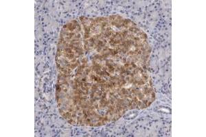 Immunohistochemical staining of human pancreas with TMED8 polyclonal antibody  shows strong cytoplasmic positivity in islet cells.