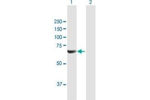 Western Blot analysis of NMT2 expression in transfected 293T cell line by NMT2 MaxPab polyclonal antibody. (NMT2 anticorps  (AA 1-498))