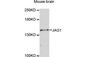 Western blot analysis of extracts of mouse brain, using JAG1 antibody (ABIN6291336) at 1:3000 dilution. (JAG1 anticorps)