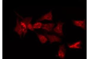 ABIN6276179 staining HeLa by IF/ICC.