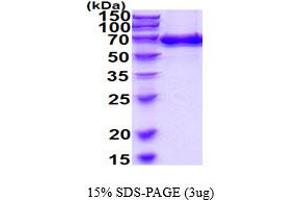 SDS-PAGE (SDS) image for Endoglin (ENG) (AA 27-581) (Active) protein (His tag) (ABIN6387814)