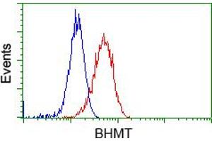 Flow cytometric Analysis of Hela cells, using anti-BHMT antibody (ABIN2452808), (Red), compared to a nonspecific negative control antibody (TA50011), (Blue). (BHMT anticorps)