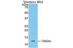 Western Blotting (WB) image for anti-Chemokine (C-C Motif) Ligand 5 (CCL5) (AA 24-91) antibody (ABIN3209289) (CCL5 anticorps  (AA 24-91))