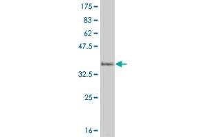 Western Blot detection against Immunogen (33. (HEYL anticorps  (AA 1-70))