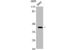 Western Blot analysis of K562 cells using Actin Polyclonal Antibody (ACTB/POTEKP/ACTG1 (C-Term) anticorps)