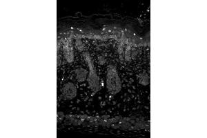 Kir2 Mouse backskin.