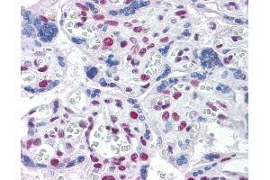Anti-TOPORS antibody IHC of human placenta. (TOPORS anticorps  (AA 98-206))