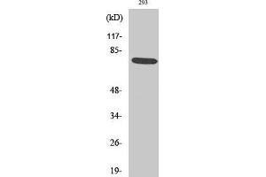 Western Blot (WB) analysis of 293 cells using Phospho-LIMK-1 (T508) Polyclonal Antibody. (LIM Domain Kinase 1 anticorps  (pThr508))