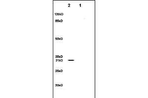 Lane 1: rat brain lysates Lane 2: rat heart lysates probed with Anti- SFRP1 Polyclonal Antibody, Unconjugated (ABIN674694) at 1:200 in 4C.