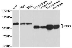 Western blot analysis of extracts of various cell lines, using PIDD antibody. (PIDD anticorps  (AA 1-85))