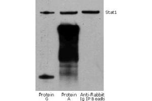 Rabbit IP / Western Blot: Jurkat cell lysate (0. (Lapin TrueBlot® Anti-Lapin IgG HRP)