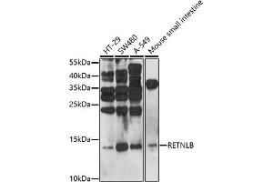 Western blot analysis of extracts of various cell lines, using RETNLB antibody (ABIN7269919) at 1:1000 dilution. (RETNLB anticorps  (AA 1-111))