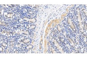 Detection of CASP1 in Porcine Small intestine Tissue using Polyclonal Antibody to Caspase 1 (CASP1)