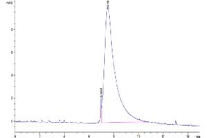 The purity of Cynomolgus M-CSF is greater than 95 % as determined by SEC-HPLC.