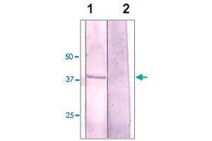 The NIH/3T3 cell lysate was resolved onto 10% SDS-PAGE, transferred onto NC membrane, and followed by an immunoblotting with GSK3A polyclonal antibody  at 1 : 500 (lane 1). (GSK3 alpha anticorps  (N-Term))