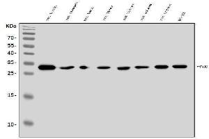 Western blot analysis of FADD using anti-FADD antibody (ABIN7602804).
