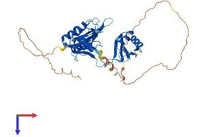 AlphaFold protein structure predicition of Mouse Recombinant Elavl4 Protein, UniprotID Q61701