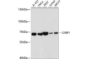 Western blot analysis of extracts of various cell lines, using G3BP1 antibody (ABIN7267528) at 1:1000 dilution. (G3BP1 anticorps  (AA 131-330))