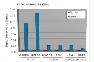 Chromatin Immunoprecipitation of Rabbit Anti-Histone H4 [ac Lys5] Antibody.